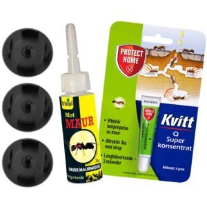 Alt du trenger å vite om sukkermaur og varig løsning på problemet