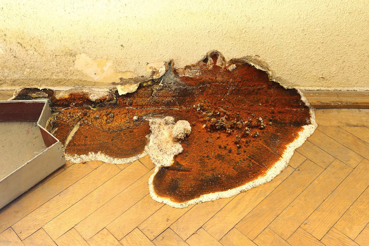 Bekjemp serpula lacrymans: Enkel guide for murverk