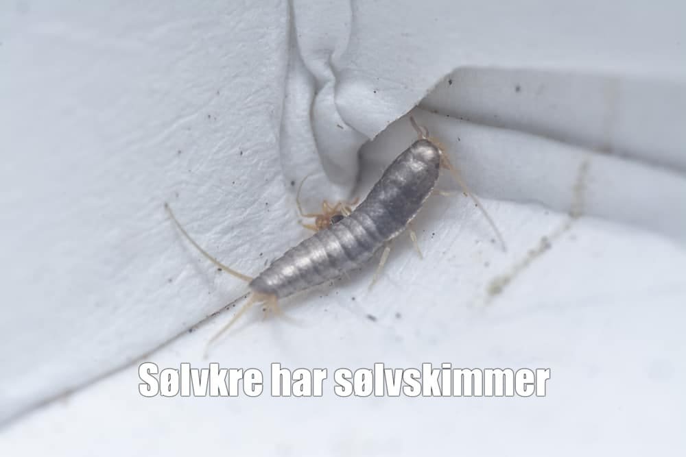 Din komplette nybegynnerguide til skjeggkre og sølvkre