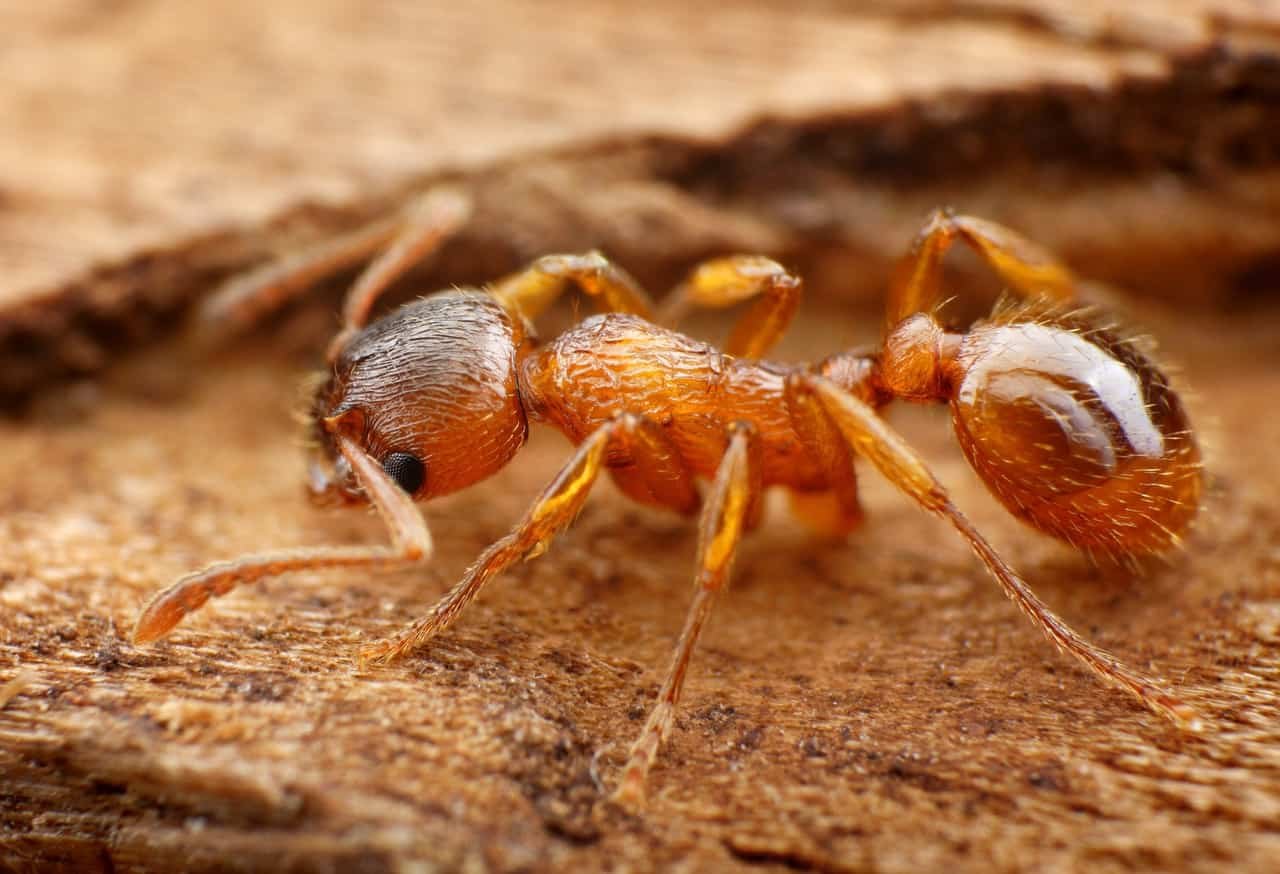 Effektiv bekjempelse av eitermaur i hagen og hjemmet ditt