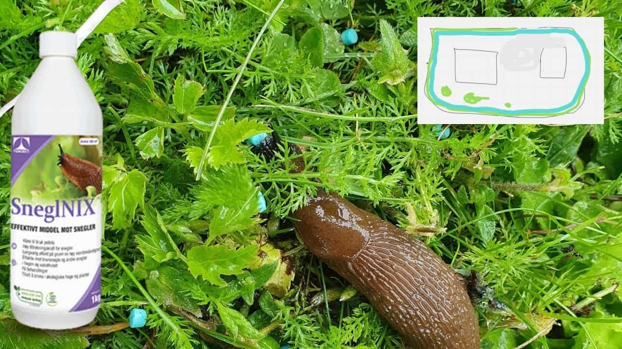Få kontroll på brunsneglene: din praktiske guide til bekjempelse