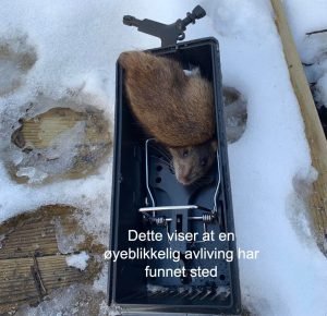 Fange rotter raskt og humant: En guide til vellykket fangst