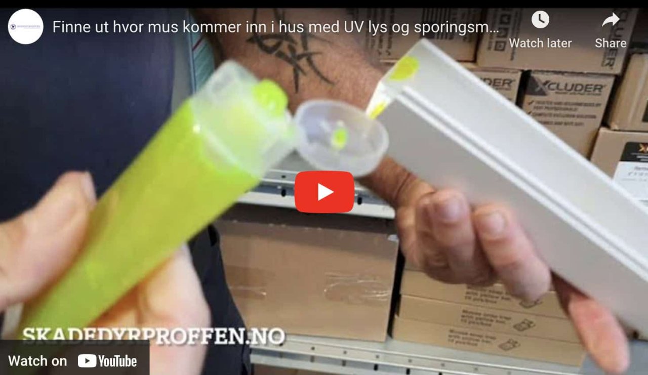 Fra gjetting til vitenskap: Bruk uv-sporingsgel mot mus