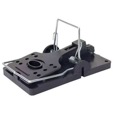 Fra mistanke til handling: Håndtering av rotter