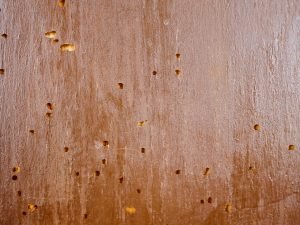 Fra \"mott\" til \"dødningeur\": En guide til stripet borebille og dens kallenavn