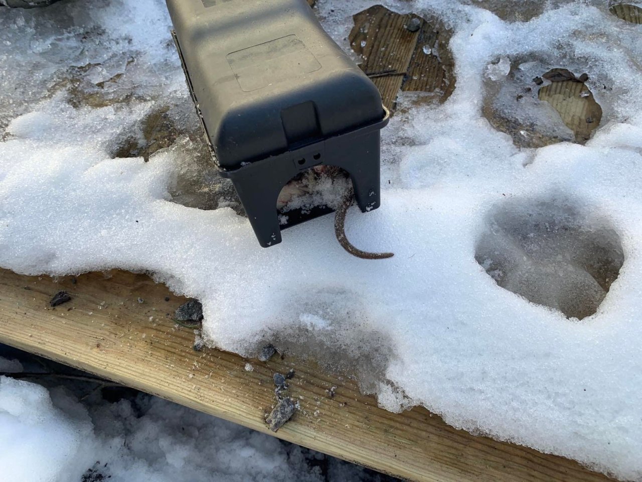 Fra mus til rovdyr: Slik sprer musegift seg i naturen