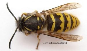 Jordvepsestikk og allergi: Hva du må vite