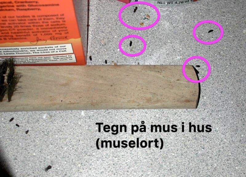 Mus i hjemmet: farene og løsningene