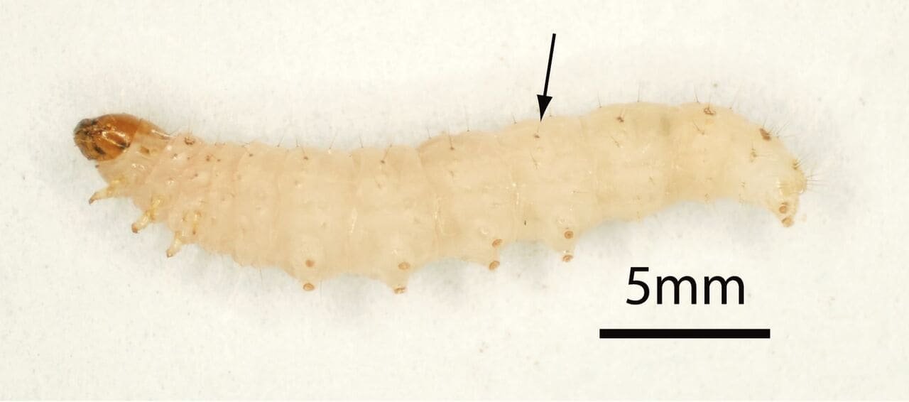 Oppdag små hvite larver i melet? Dette må du gjøre