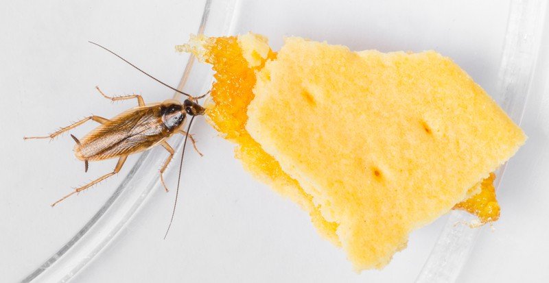 Skadedyrkontroll: Gjør-det-selv eller profesjonell hjelp?