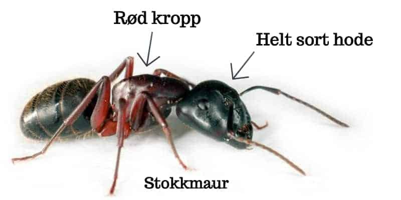 Stokkmaur: DIY-løsninger mot profesjonell hjelp