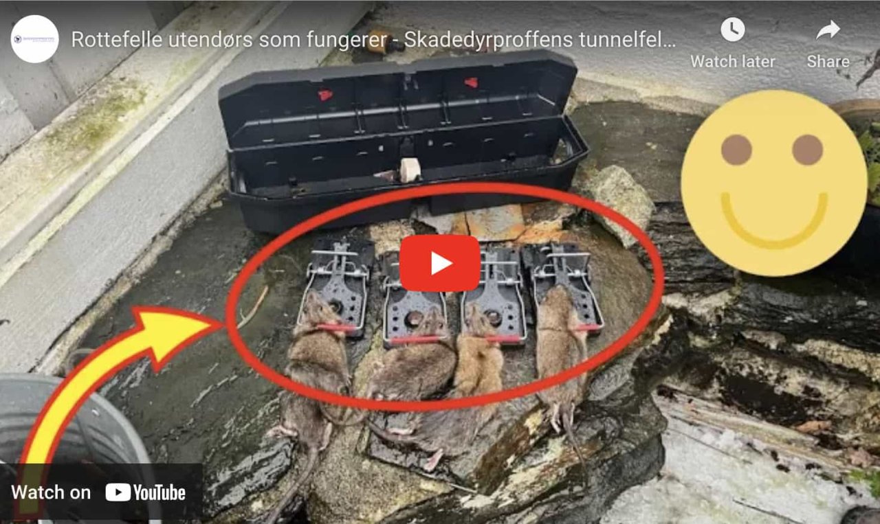 Tunnelfeller for rotter: Ekspertens tips for optimal fangst