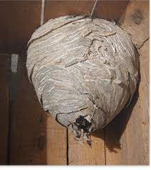 Vepsebol: Fjern det selv eller ring en ekspert?